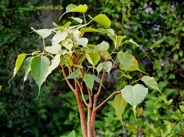 Ficus heilig