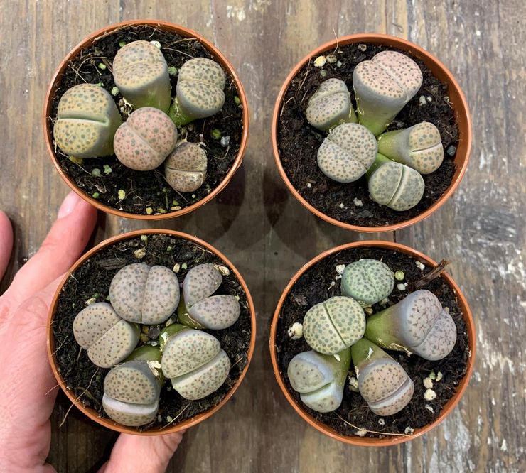 Lithops -elinsiirto