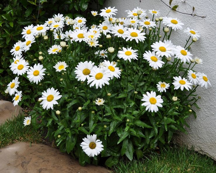 Gänseblümchen auf freiem Feld pflanzen