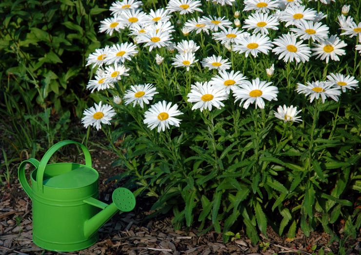 Besonderheiten der Euterpflege im Garten