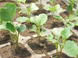 Før du planter frø i åpen mark, bør du sørge for at det valgte stedet er egnet for kålen din. Denne planten elsker solen, så det er best å velge det lyseste stedet for brokkolien din.